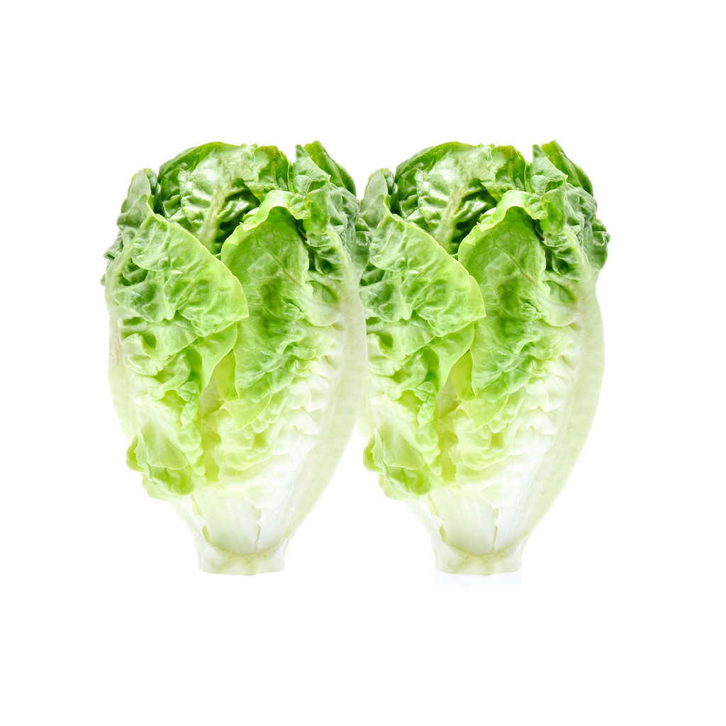 Lettuce - Cos (Twin Pack)