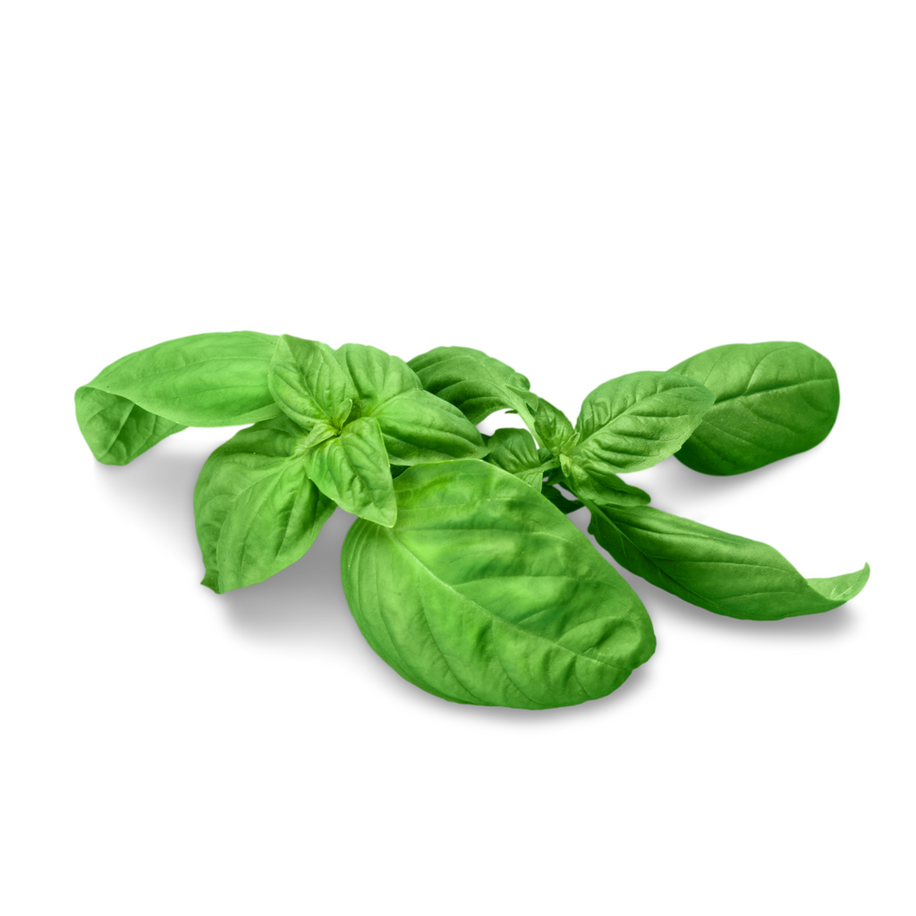 Basil