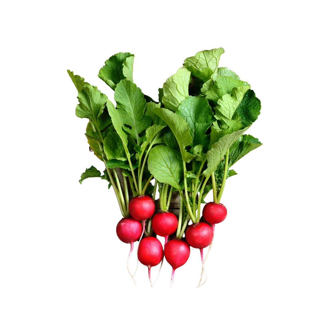 Radish – Bendigo Fresh